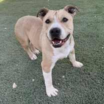 adopt-pet