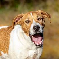 Thumbnail photo of Xavier #1