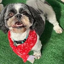 adopt-pet