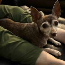 adopt-pet