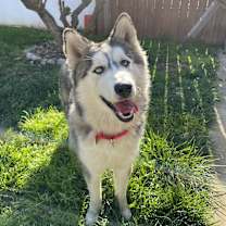 Thumbnail photo of Abe #1