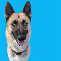 adopt-pet