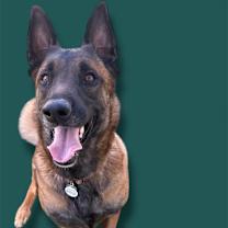 adopt-pet