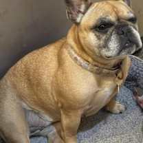 Thumbnail photo of Piggles (Fanny) #2