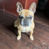 Thumbnail photo of Piggles (Fanny) #3