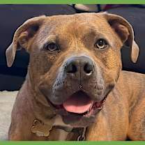 Thumbnail photo of Opie #1