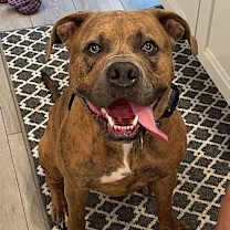 Thumbnail photo of Opie #3