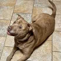 Thumbnail photo of Willow #2