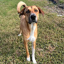 Thumbnail photo of Huey #1