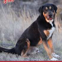 Thumbnail photo of Jake #1