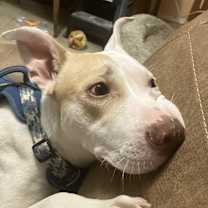 adopt-pet