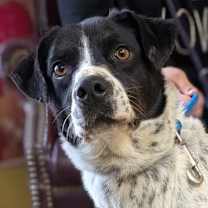 Thumbnail photo of Cybele #1