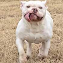 Thumbnail photo of Dogbert #1