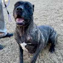 Thumbnail photo of Katana #1