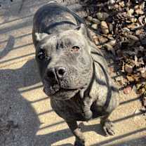 Thumbnail photo of Katana #4