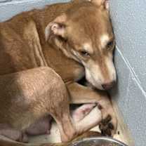 Thumbnail photo of Bridget 6671 #2