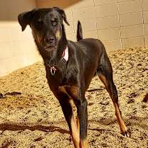 Thumbnail photo of Derrika 9224 #1