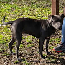 Thumbnail photo of Rudy #2