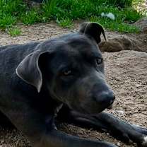 Thumbnail photo of Rudy #3