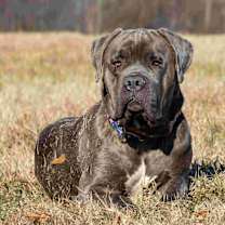 Thumbnail photo of Cal #1