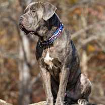 Thumbnail photo of Cal #2