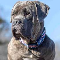 Thumbnail photo of Cal #4