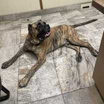 Thumbnail photo of Grover #2