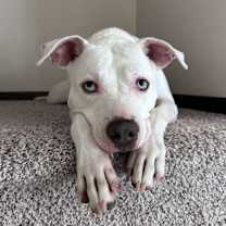 Thumbnail photo of Luna #4