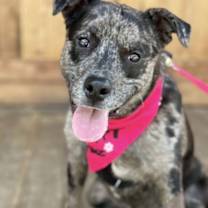 Thumbnail photo of Stella #2