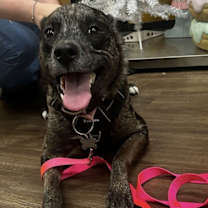 Thumbnail photo of Stella #3