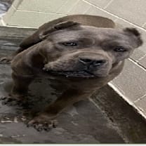 Thumbnail photo of FRIDA #2