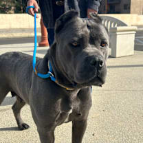 Thumbnail photo of FRIDA #3