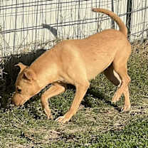 Thumbnail photo of Pearl #3