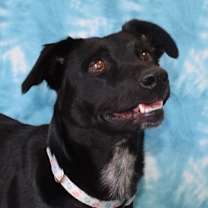 Thumbnail photo of Meadow #2