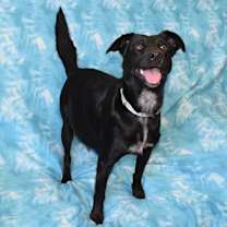 Thumbnail photo of Meadow #4