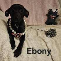 Thumbnail photo of Ebony #1