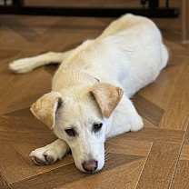 Thumbnail photo of Mongja #1