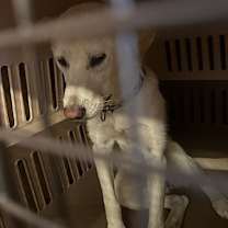 Thumbnail photo of Mongja #3