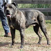 Thumbnail photo of Bolton #1