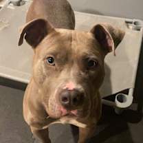 Thumbnail photo of Nova #3