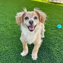 Thumbnail photo of Chica #1