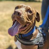 Thumbnail photo of Rufio - AVAILABLE #1