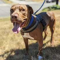 Thumbnail photo of Rufio - AVAILABLE #2