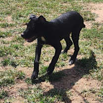 Thumbnail photo of Bear #4