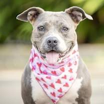 Thumbnail photo of Charlie Blue #3