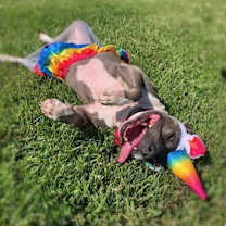 Thumbnail photo of Charlie Blue #4