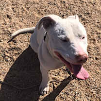 adopt-pet