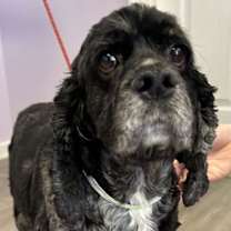 Thumbnail photo of Smokey #1