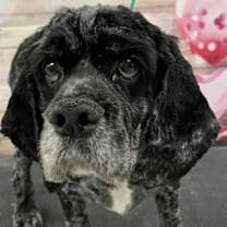 Thumbnail photo of Smokey #2