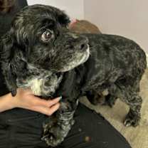 Thumbnail photo of Smokey #3